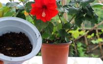 养花需要变魔法，把土壤变成酸性土，养啥花都呼呼爆盆