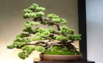 这4种花最好少养，甚至不养，为了家人健康，原因要知道