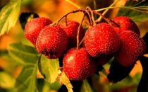 果酒与白酒，你PICK哪一种？