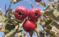 皇尊庄园喜获丰收，小小山楂映红致富路