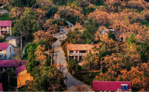 一扇月洞门 富了一个村——文化特派员的创意点柿成金