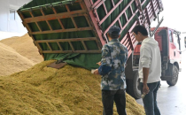 世粮叶面肥助农增产 种粮大户水稻喜获丰收