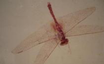 齐白石的工笔画，笔法细腻形象真实，堪称一绝！