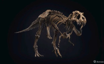 必！须！买！霸王龙化石史丹即将被拍卖