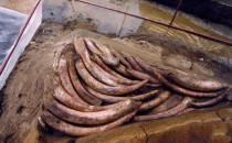 三星堆考古 古蜀人对象牙为啥情有独钟？